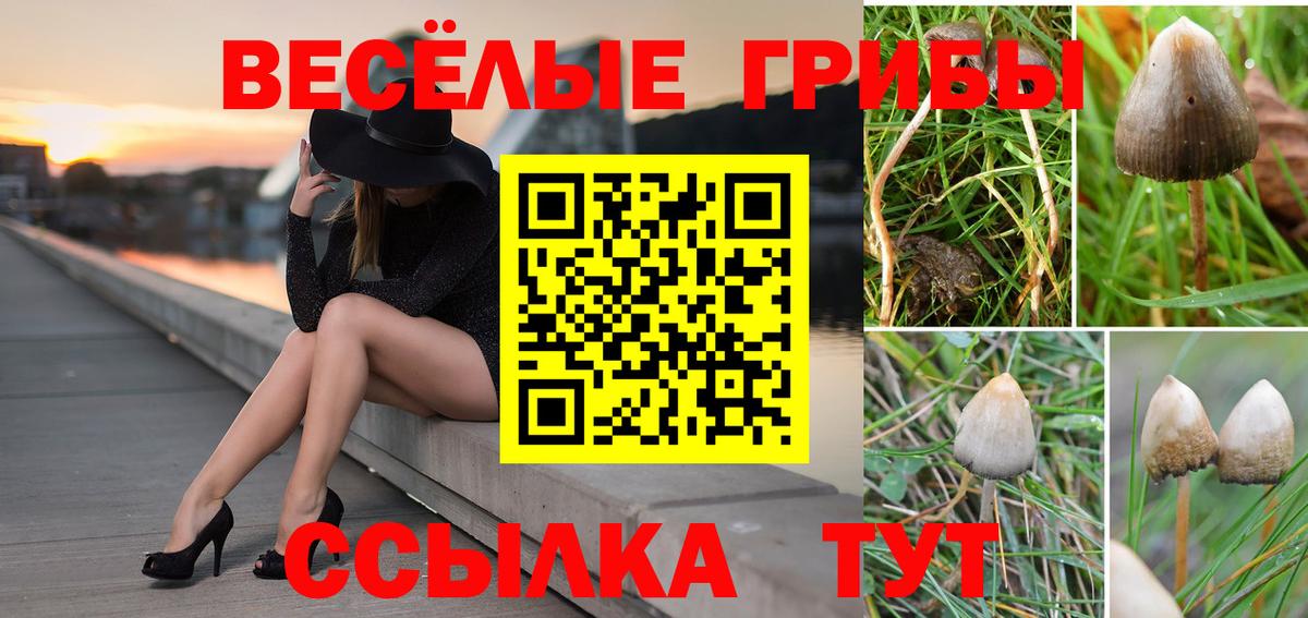 Пугачёв  Галлюциногенные грибы ЛСД  Вход с VPN 